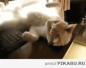 GIF Preview