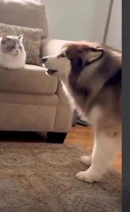 GIF Preview