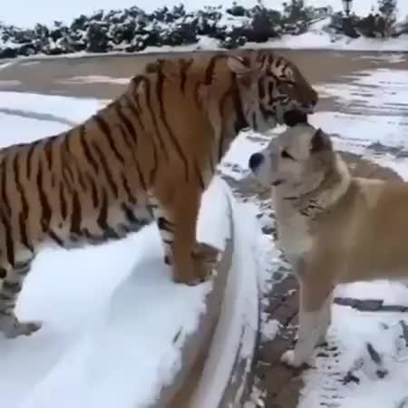 GIF Preview