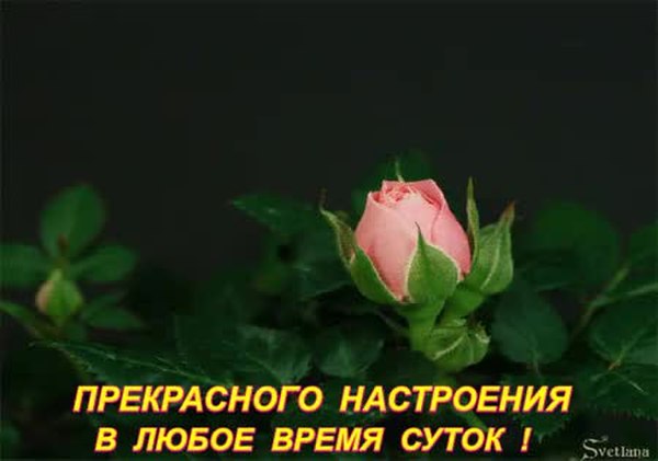 GIF Preview