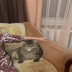 GIF Preview