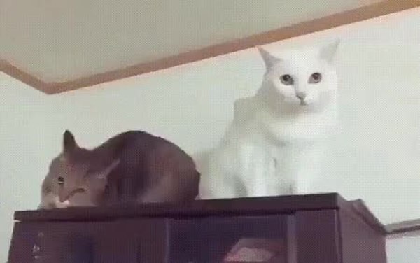 GIF Preview