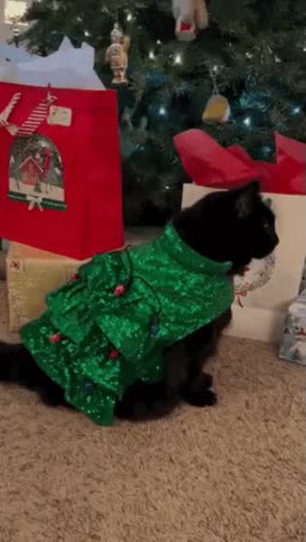 GIF Preview