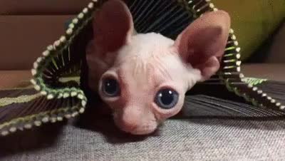GIF Preview