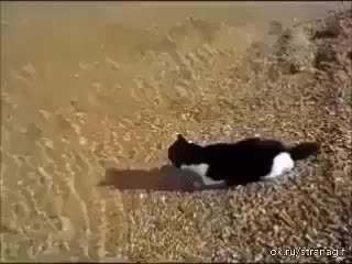 GIF Preview