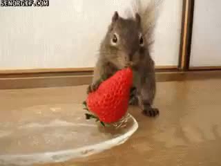GIF Preview