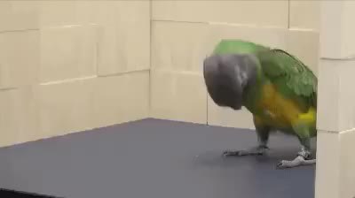 GIF Preview