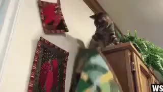 GIF Preview