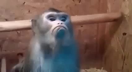 GIF Preview