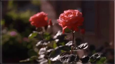 GIF Preview