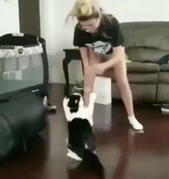 GIF Preview