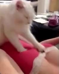 GIF Preview