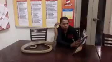 GIF Preview