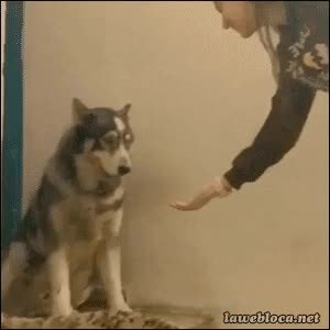 GIF Preview