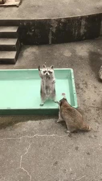 GIF Preview