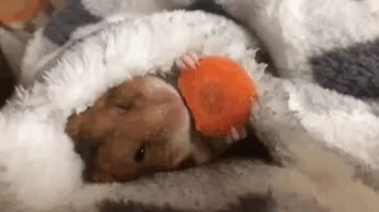 GIF Preview