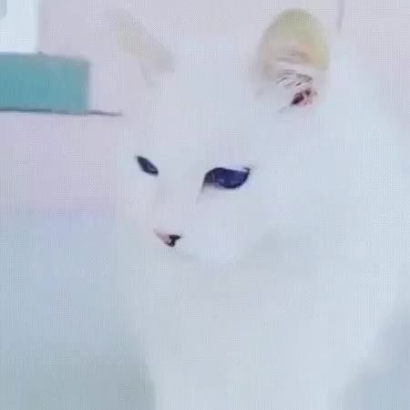 GIF Preview