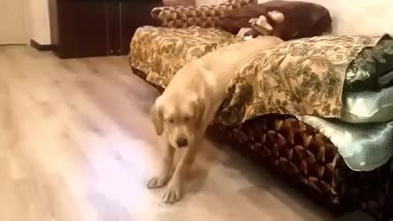 GIF Preview