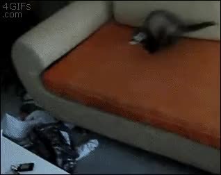 GIF Preview
