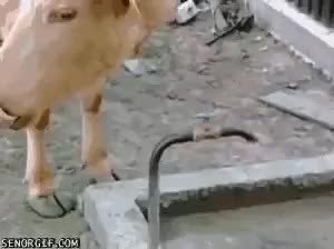 GIF Preview