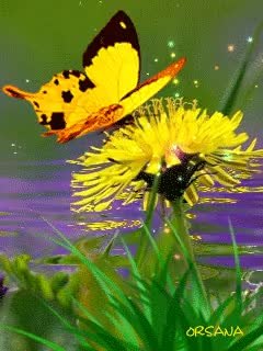 GIF Preview